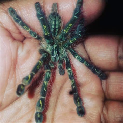 pokie tarantula|pokie tarantula list.